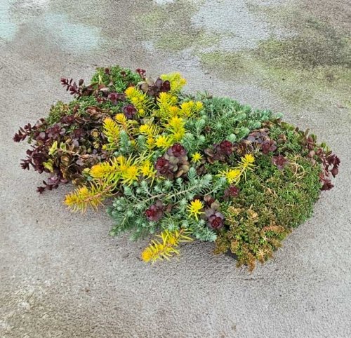 Sedum Stonecrop Flat