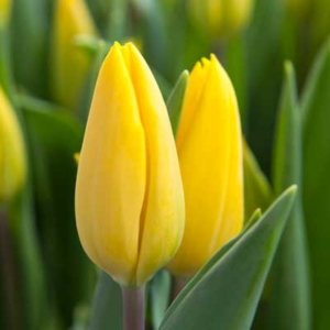 Tulip (Early Spring)