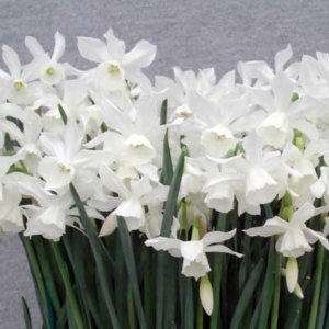 Narcissus Triandrus Thalia (Wh)