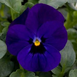 Viola Sorbet XP Blue Blotch