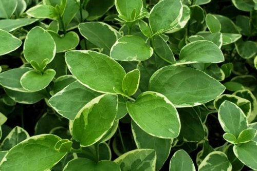 Vinca Major