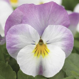 Viola Deltini Rose Pink