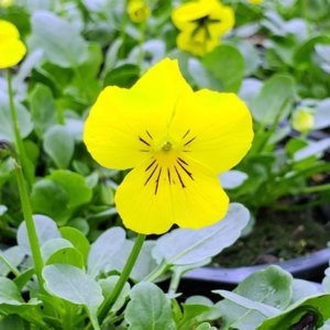 Flowering Annuals (Early Spring)