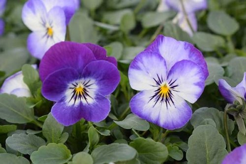 Viola Penny Purple Picotee