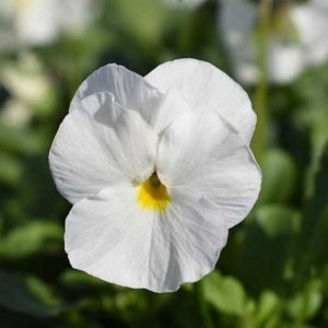 Viola Penny White