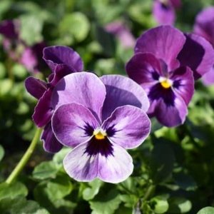 Viola Sorbet XP Raspberry