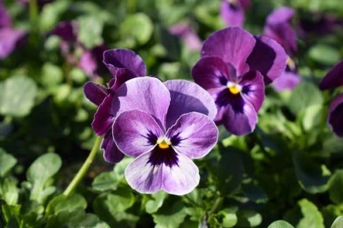Viola Sorbet XP Raspberry