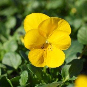 Viola Sorbet XP Yellow