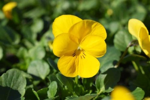 Viola Sorbet XP Yellow