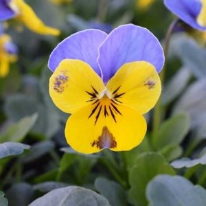 Viola Sorbet Yellow Blue Jump Up