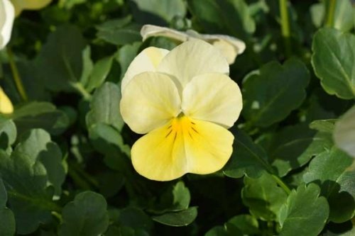 Viola Sorbet Lemon Chiffon