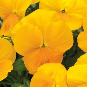 Viola ColorMax Clear Yellow