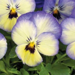 Viola ColorMax Icy Blue