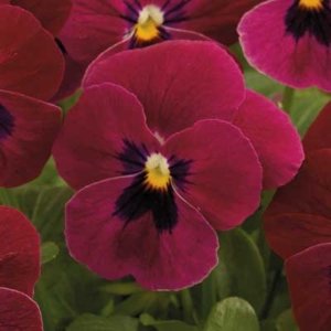Pansy Delta Premium Rose Blotch