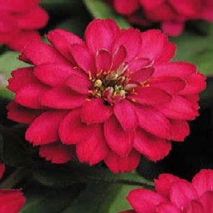 Zinna
