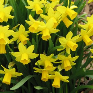 Narcissus Tete a Tete