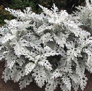Dusty Miller Silver Dust