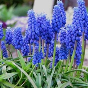 Muscari Armeniacum Blue