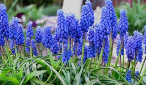 Muscari Armeniacum Blue