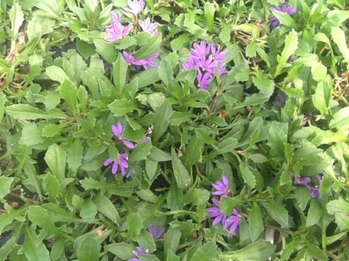 Scaevola