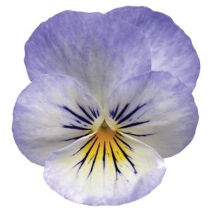 Viola Sorbet XP YTT