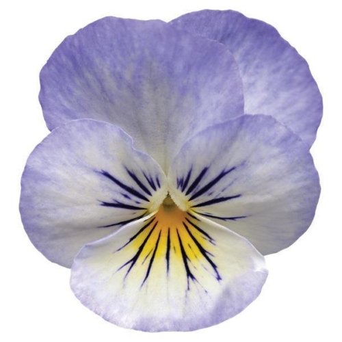 Viola Sorbet XP YTT